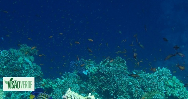 Biólogo brasileiro avisa que oceano 